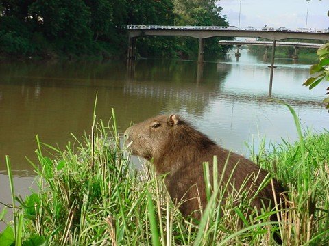 projeto-segue-para-homologacao-1 As duas obras que integram o projeto da macrodrenagem do Rio Tubarão têm o objetivo de evitar alagamentos nas épocas das chuvas.