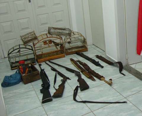 As armas estavam no quarto da casa, atrás da porta, e os pássaros na cozinha.