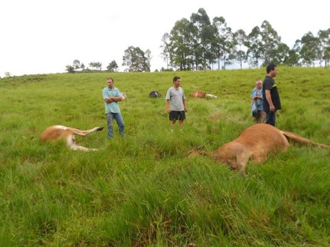 Animais foram encontrados mortos pelo proprietário  -  Foto:Sommaiornews/Divulgação/Notisul