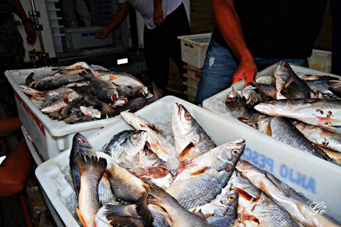 Os peixes apreendidos foram pescados de forma irregular por um barco que já estava sendo monitorado pelo Ibama  -  Foto:Geraldo Gê/Prefeitura de Laguna/Divulgação/Notisul