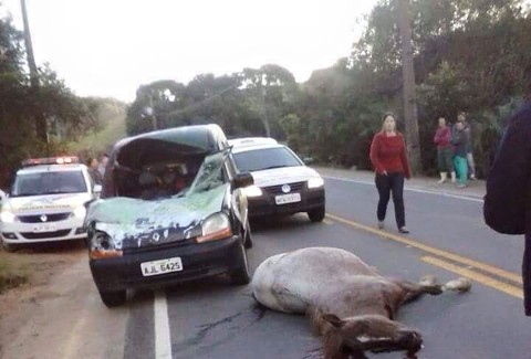 Um dos animais morreu no acidente e o outro foi sacrificado  -  Foto:Portal Click Sul/Divulgação/Notisul