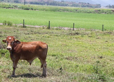 Epagri de Tubarão aponta bons resultados na bovinocultura de leite e rizicultura na região sul. - Foto: Lysiê Santos/Notisul.