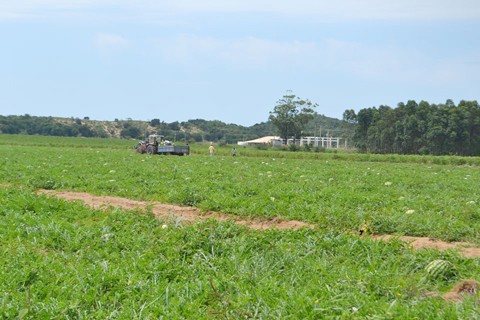 Cerca de 600 hectares são destinados à produção da melancia em Jaguaruna. - Foto: João Carlos Idalêncio/Divulgação/Notisul.