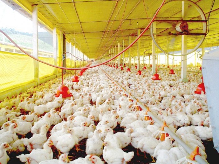 Exportação de carne de frango supera US$ 1 bilhão