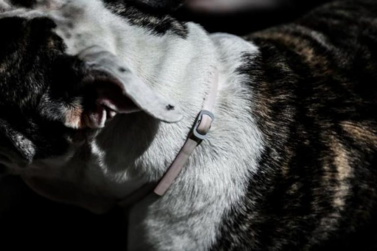 Giro por SC: Em três meses, 67 cães são diagnosticados com leishmaniose