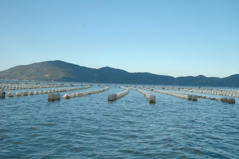 Giro por SC: Toxina provoca interdição no cultivo de moluscos e consumo e venda são proibidos