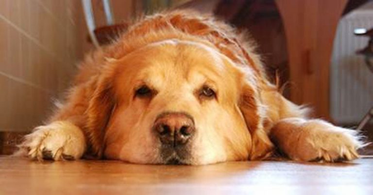 Seborreia canina: doença possui diferentes causas e maior prevalência em determinadas raças