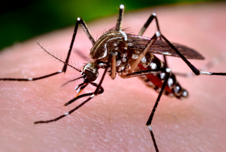 Semana de combate ao Aedes aegypti mobiliza mais de 210 mil instituições