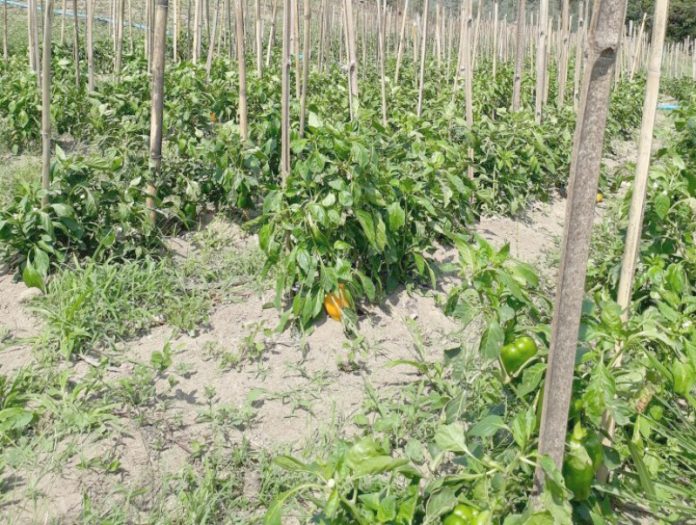 Plantações sem uso de agrotóxicos serão incentivadas na região  -  Foto: Divulgação/Notisul