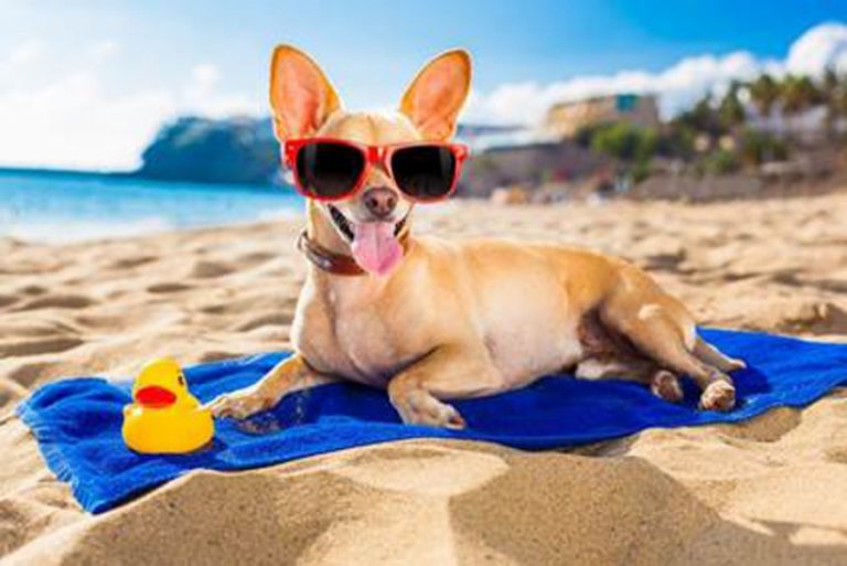 Verme do coração: praias são áreas de risco para cães