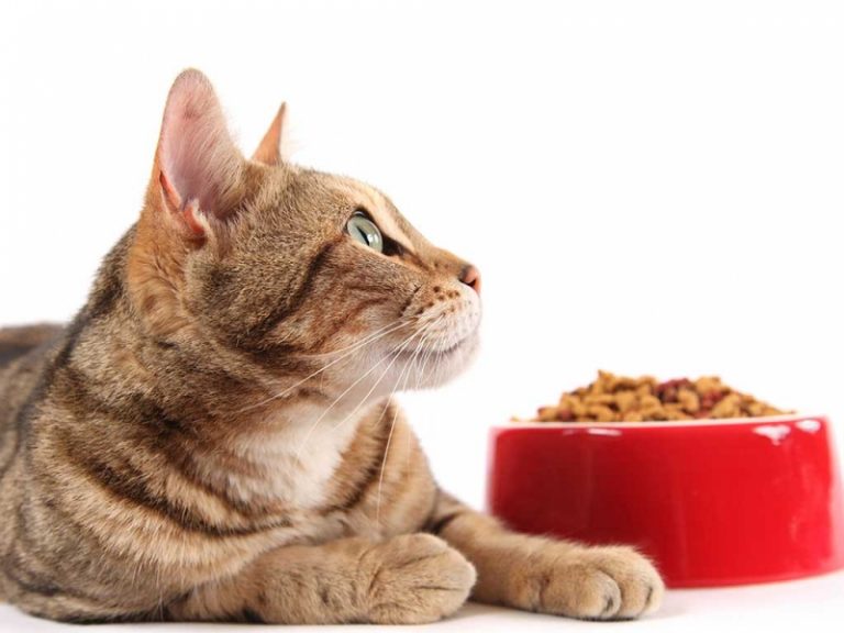 Alimento para gatos sensíveis