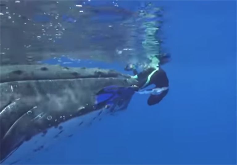 Giro pelo mundo: Baleia salva bióloga de ataque letal de tubarão-tigre