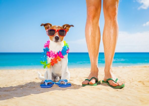 Pets: 5 cuidados especiais com os cães no verão - Foto: Divulgação/Notisul