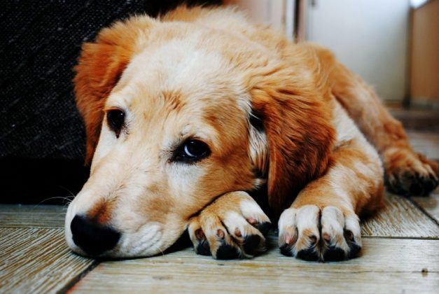 Cães e gatos podem contrair febre amarela? - Foto: Divulgação/Notisul
