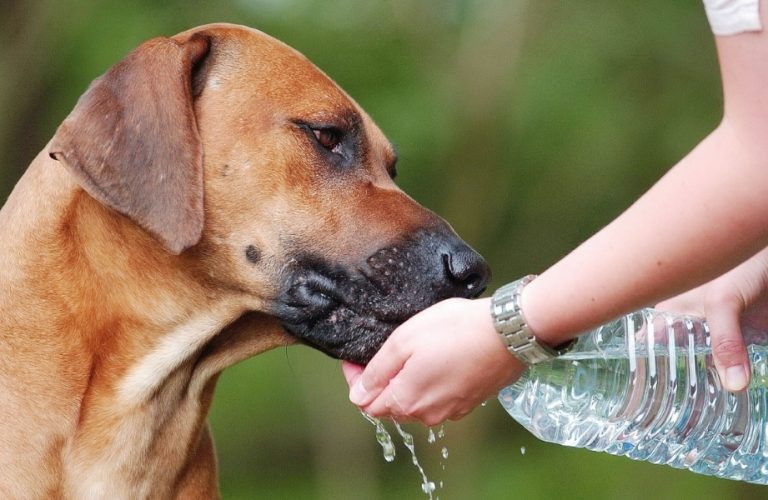 Saiba como estimular o cão a beber mais água