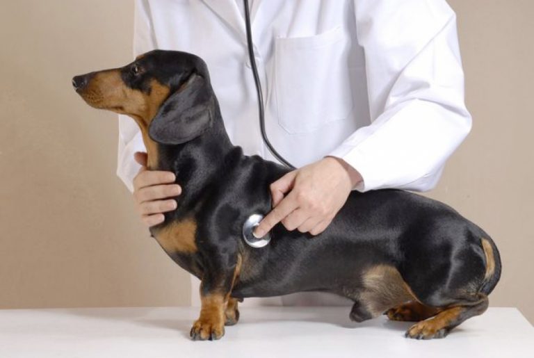 Inflamação gastrointestinal em cães