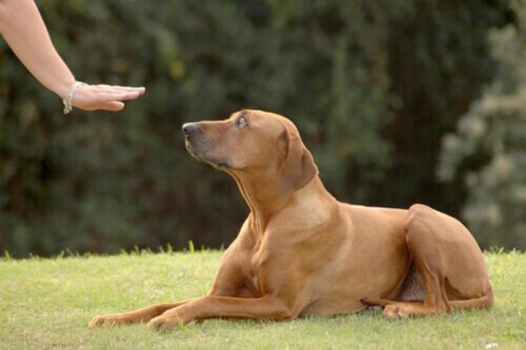 Adestramento de cães: como ensinar cachorro a fazer necessidades no lugar certo