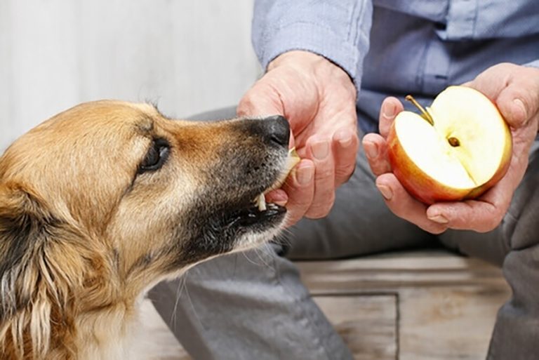 Saiba como as frutas auxiliam na saúde dos cães