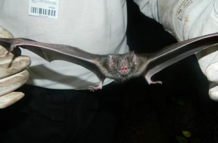 O morcego hematófago pode transmitir o vírus da raiva - Divulgação/governo do estado de Santa Catarina
