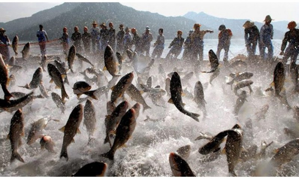 Pesca da tainha: Santa Catarina tem cota de 3.417 toneladas em ...
