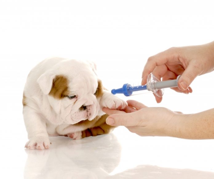 Cães diabéticos: conheça os sintomas e os cuidados necessários