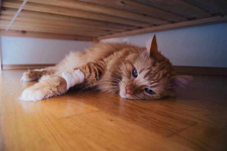 10 Sinais de câncer em gatos
