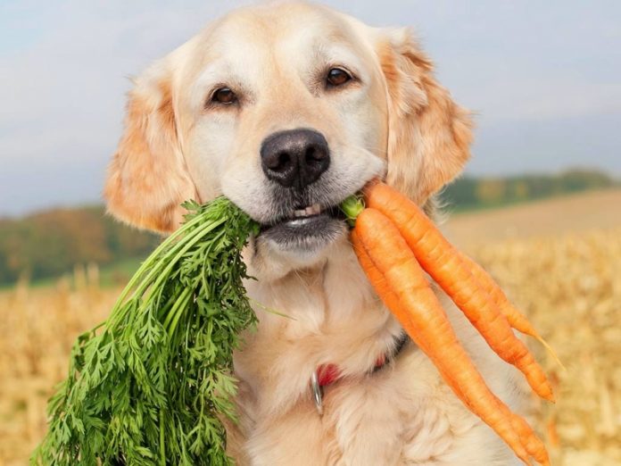 Benefícios dos legumes para cães