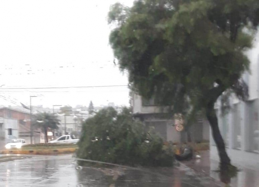 Árvores caíram nas ruas de Xaxim