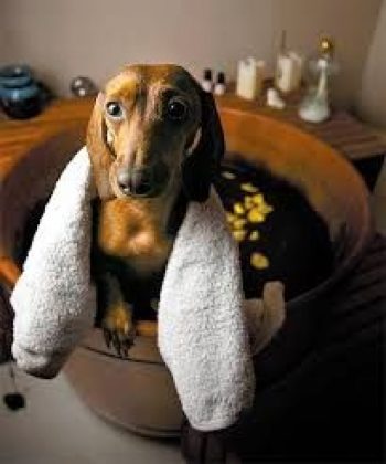 A importância do banho para os PETS nos dias de calor excessivo