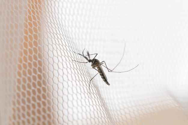 Em São Ludgero: confirmado primeiro foco do mosquito Aedes Aegypti