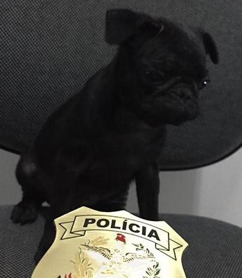 Cão furtado em Gravatal é recuperado pela Polícia Civil
