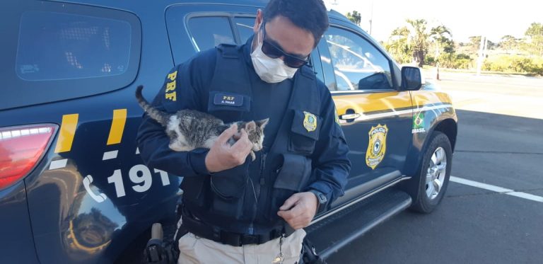 PRF resgata filhote de gato arremessado para fora de carro