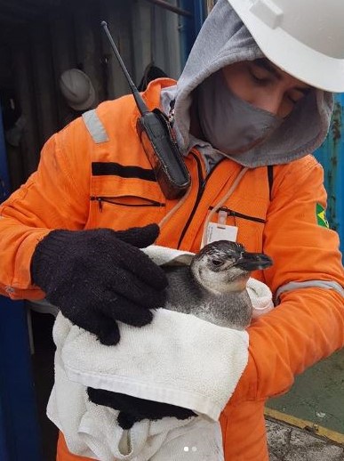 Momento Fofura! Funcionários do porto de Imbituba recebem visita de pinguim durante a semana