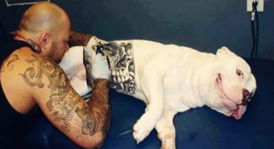 Deputados Federais discutem Projeto de Lei que proíbe tatuagem estética em animais