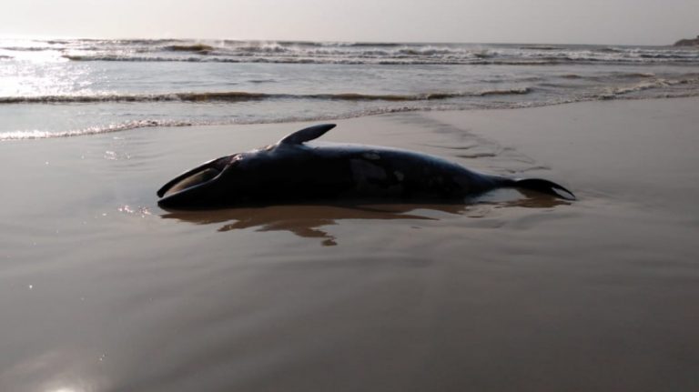 Baleia-anã é encontrada morta na orla da Praia do Sol