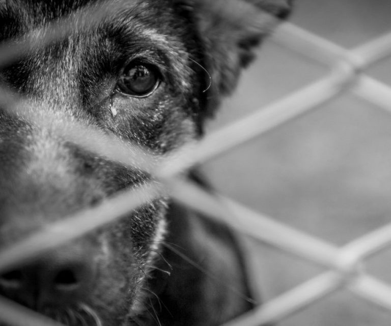 Projeto obriga agressor a custear tratamento de animal maltratado