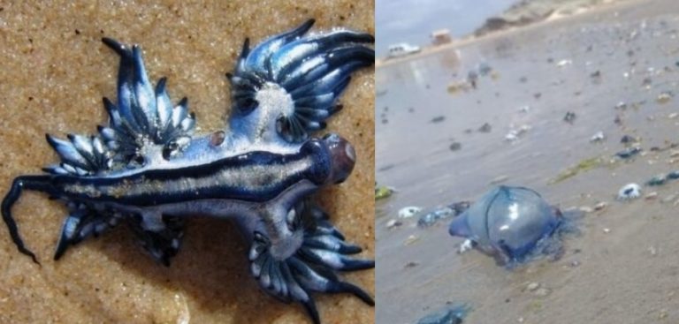 Dragão Azul: Moluscos reaparecem em Laguna e alerta é feito
