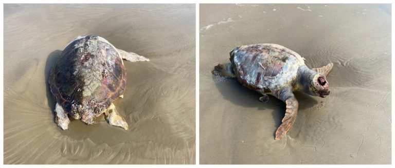 Tartarugas gigantes são encontradas mortas na praia do Mar Grosso, em Laguna