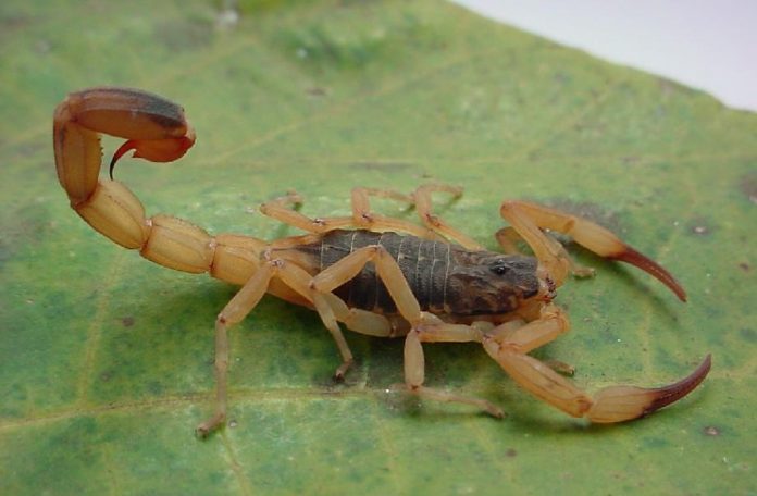 #Pracegover Foto: na imagem há um escorpião da espécie tityus serrulatus