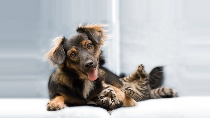 #Pracegover Foto: na imagem há um cão e um gato