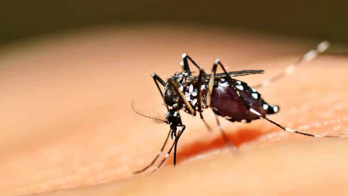 #Pracegover Foto: na imagem há um mosquito na pele de uma pessoa
