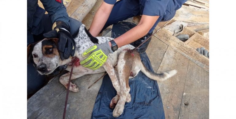 Cãozinho cai de altura de 5 metros sobre armação de ferro de obra em Orleans