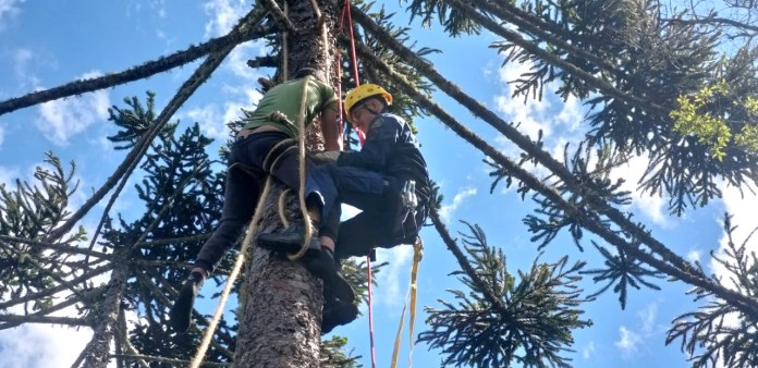 #pracegover Na foto, Bombeiro resgatando o jovem em uma árvore com altura de 15 metros