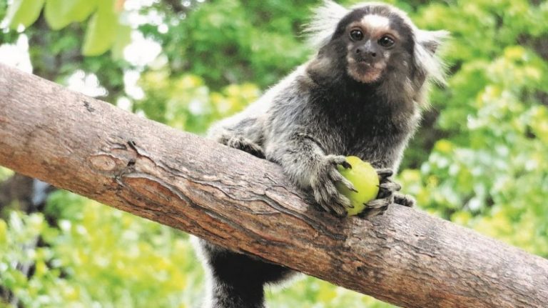 Mais 5 casos de febre amarela são confirmados em macacos em São Martinho