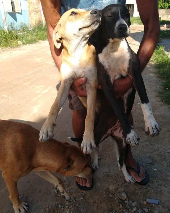 #Pracegover Na foto, homem aparece segurando dois cães, há outro cão cheirando o pé do homem