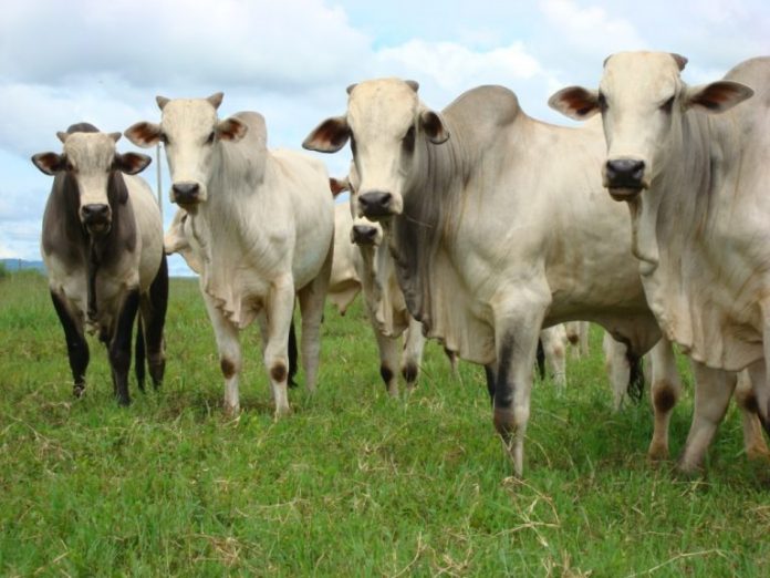 #Pracegover Foto: na imagem há bois, touros e vacas