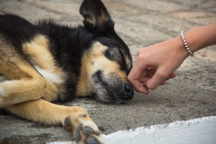 #Pracegover Foto: na imagem há um cão, uma mão e um braço