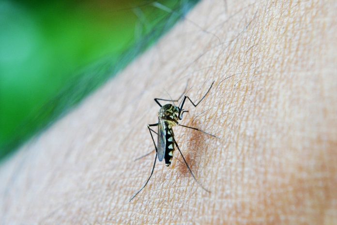 #Pracegover Foto: na imagem há um mosquito no corpo de uma pessoa