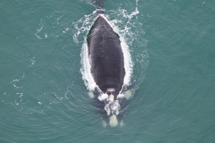 #Pracegover foto: na imagem há o mar e uma baleia