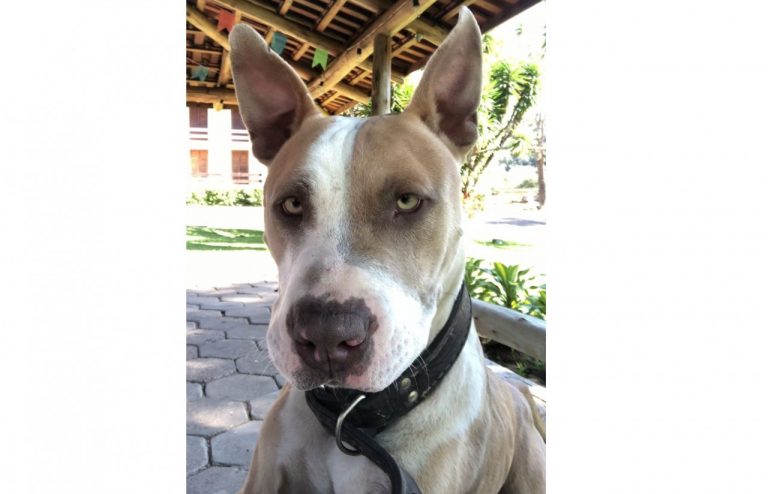 Família procura por pitbull que desapareceu no bairro Rio do Pouso, em Tubarão